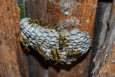 Nid de guêpes Destruction Nid de Guêpes et Frelons Var