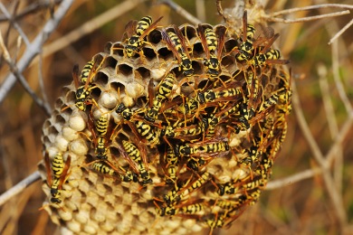 Nid de guêpes Destruction Nid de Guêpes et Frelons Var