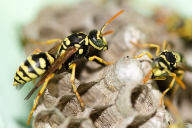 Nid de guêpes Destruction Nid de Guêpes et Frelons Var